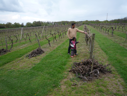 1 May vineyard.jpg
